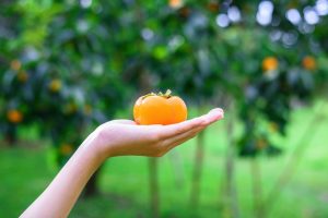 How many calories are there in persimmon?Commentary by a registered dietitian