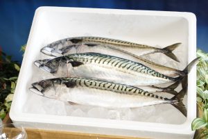 Saba Nouveau, the first landing in Japan!Expanded from Norway to flying raw mackerel, in-flight meals and supermarkets
